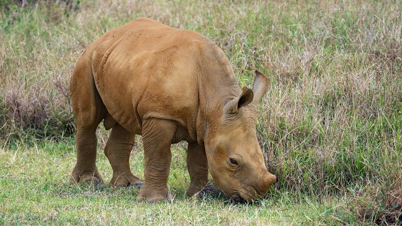 Safari Lodges